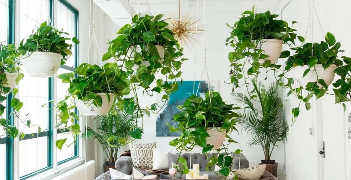 10 unpretentious indoor plants that will decorate your home