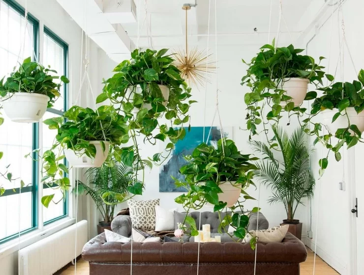 10 unpretentious indoor plants that will decorate your home