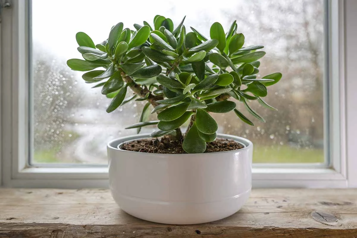Crassula ovata