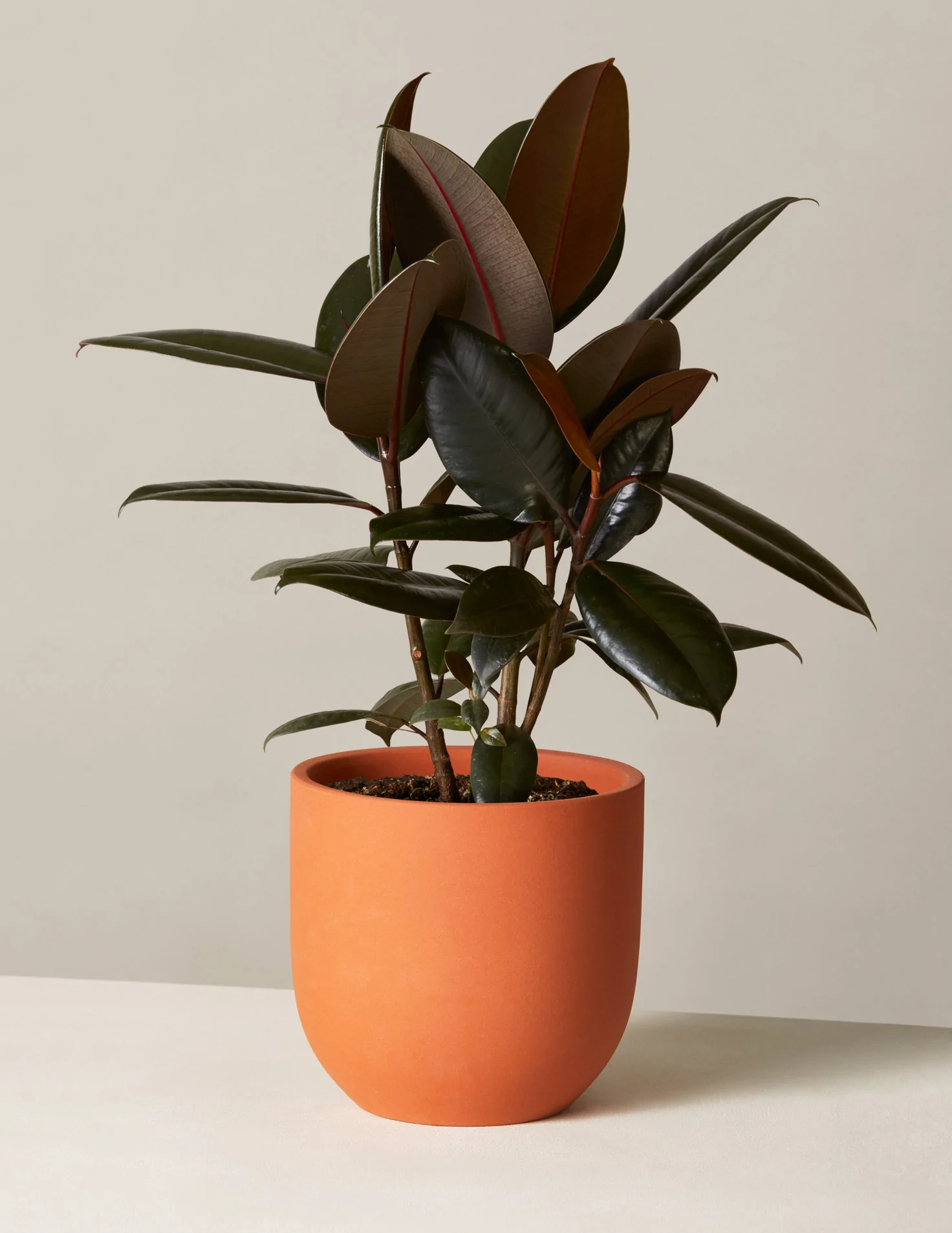 Ficus Burgundy