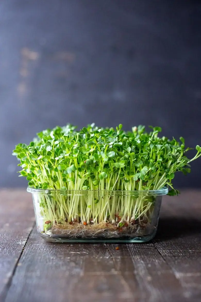 Microgreens in a jar