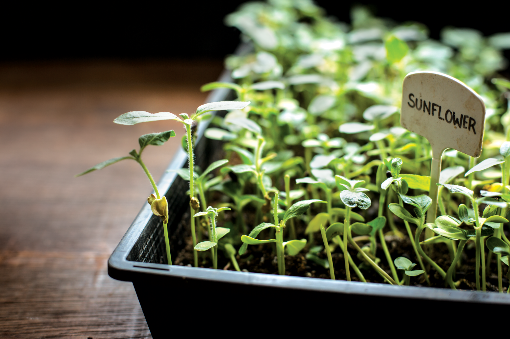 Microgreens in soil