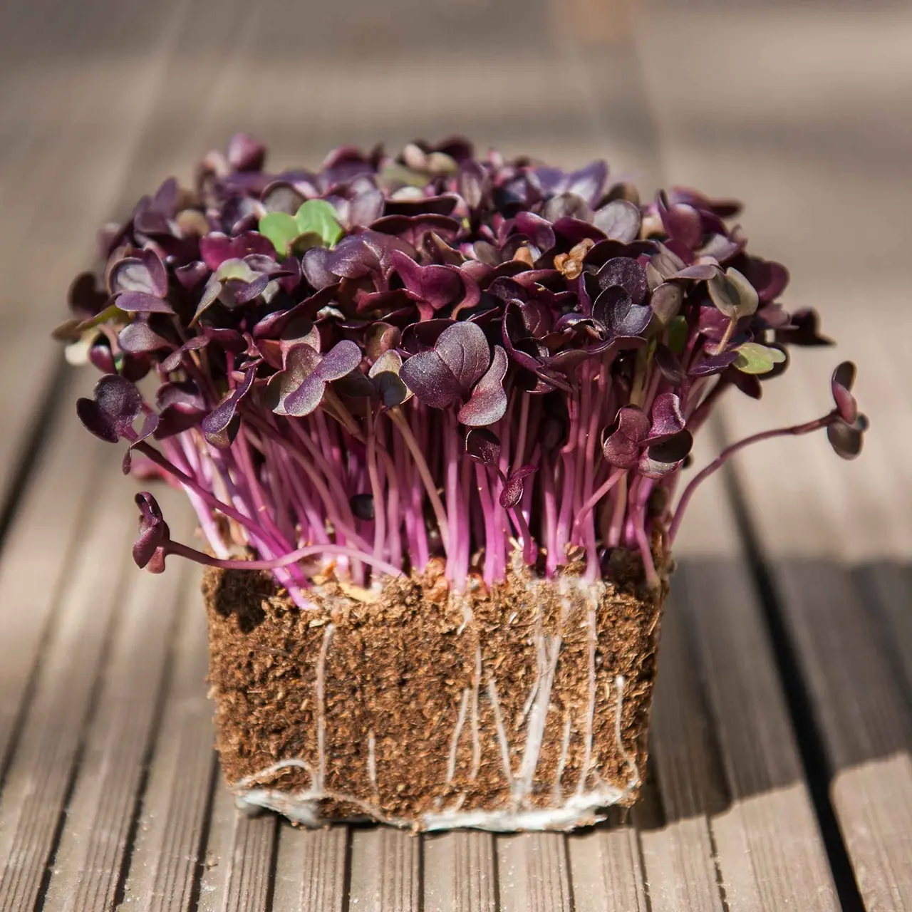 Microgreens on a substrate