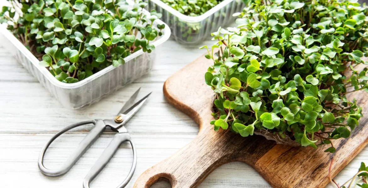 How to grow microgreens at home