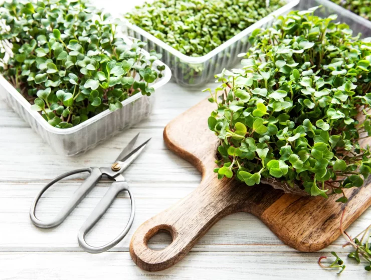 How to grow microgreens at home