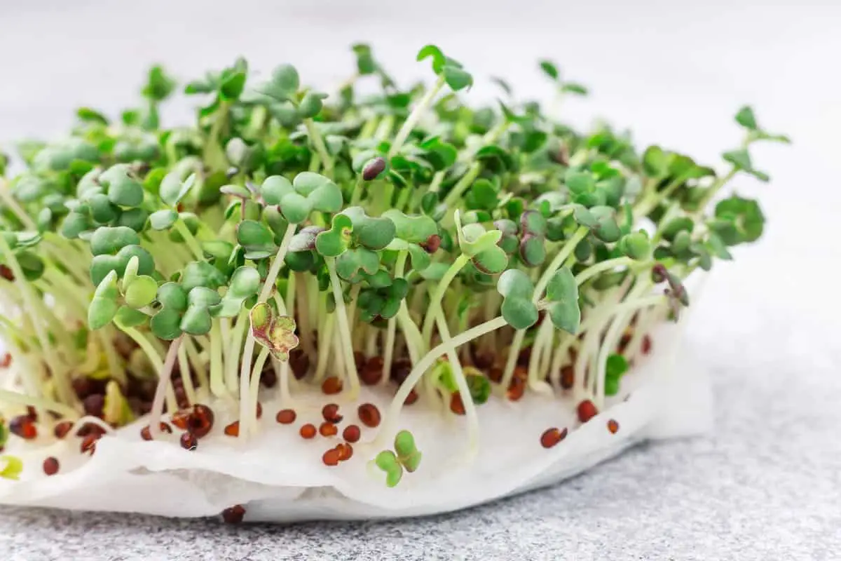 Microgreens on paper towels