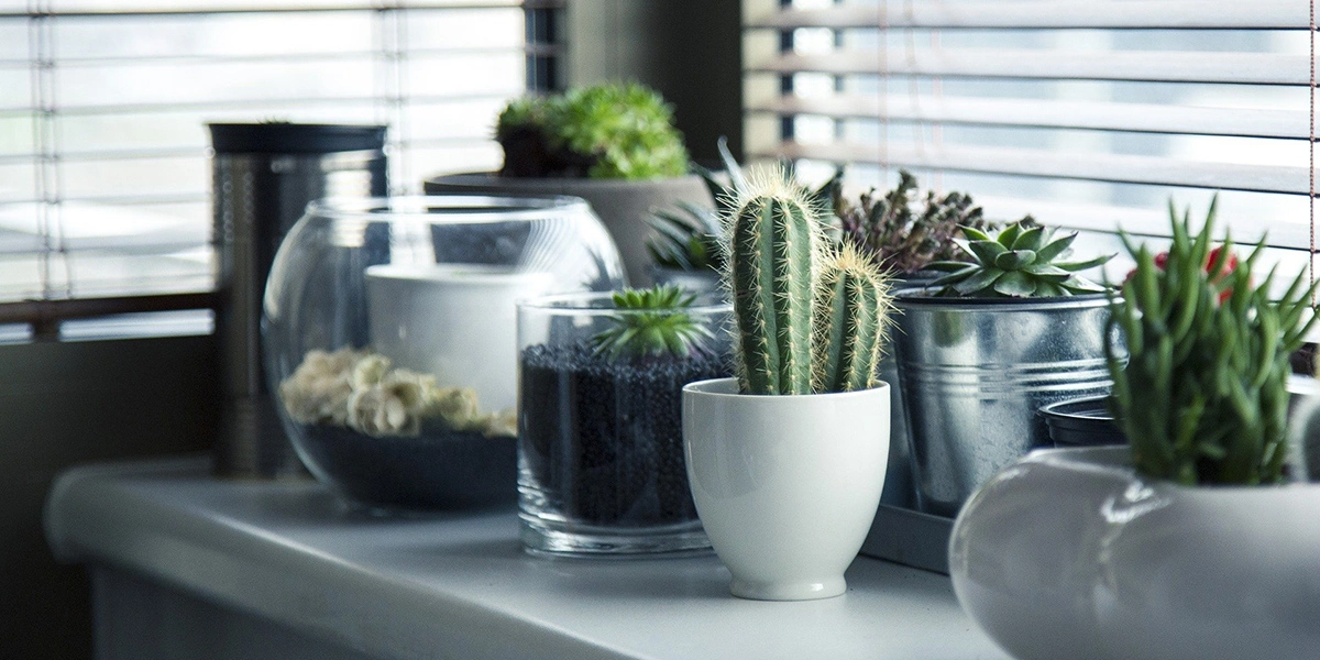 Mini garden in interior