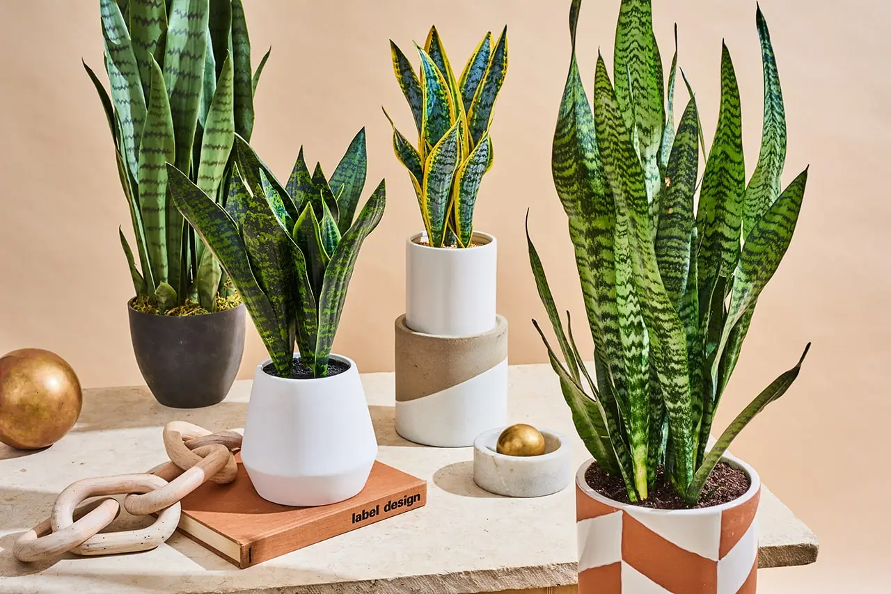Sansevieria