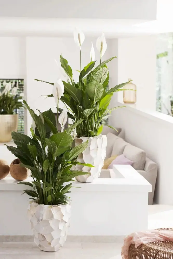 Spathiphyllum