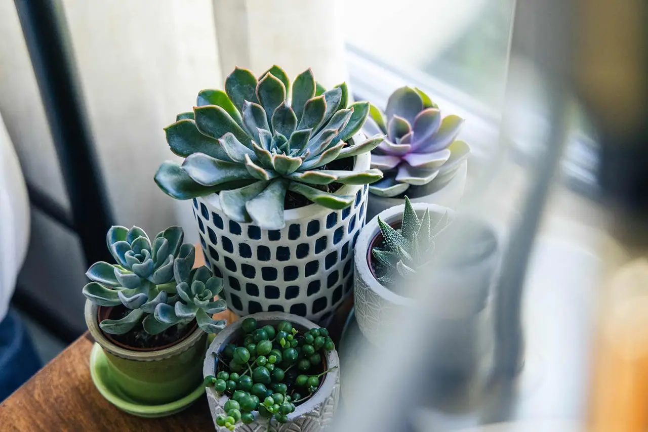 Succulents
