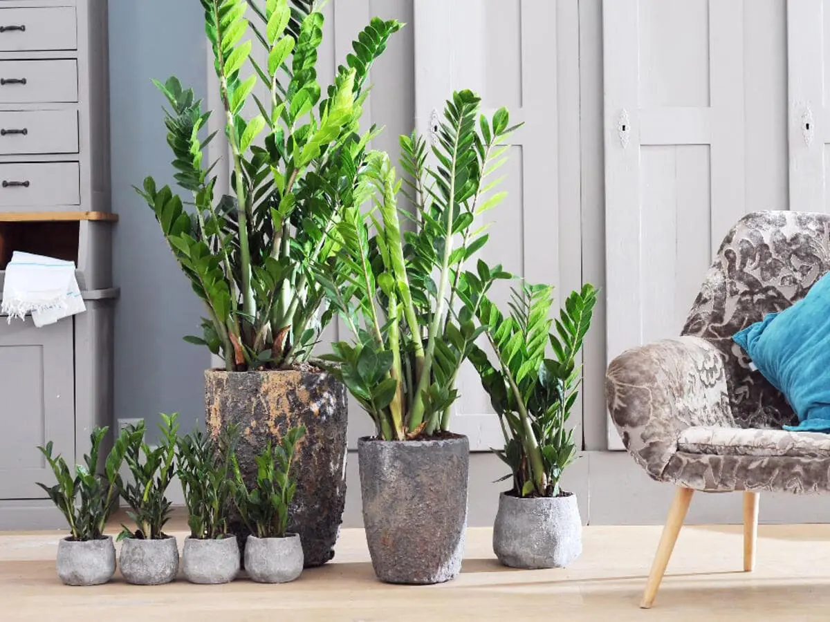 Zamioculcas