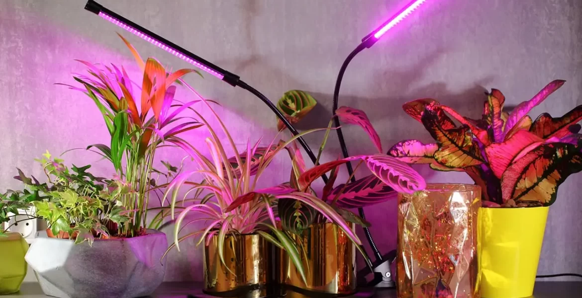 How to choose a phytolamp for indoor plants