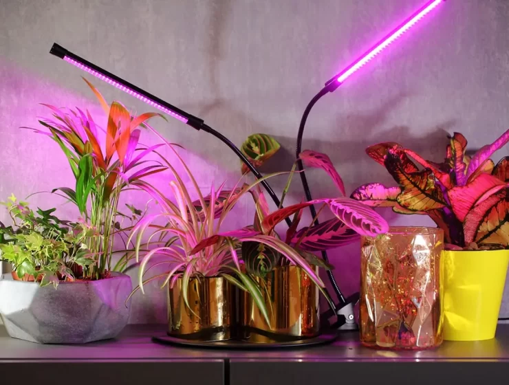 How to choose a phytolamp for indoor plants