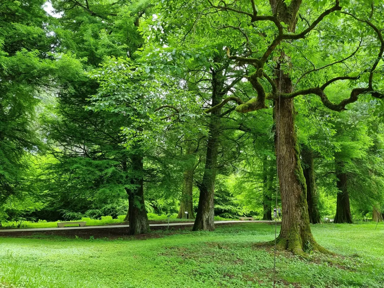 Shekvitili Dendrological Park, Batumi
