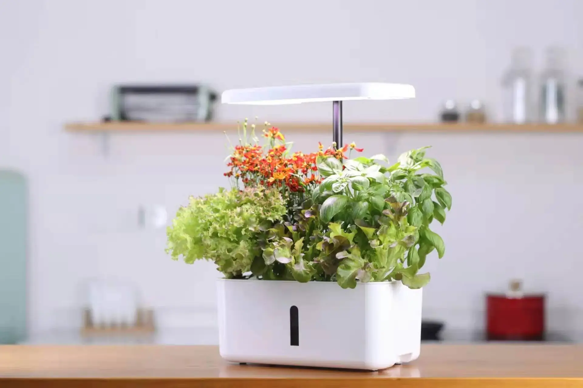 Benchtop hydroponics system growing plants