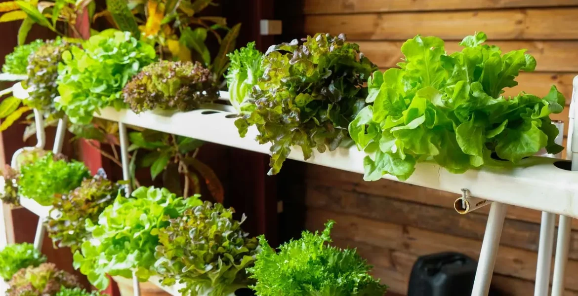 Hydroponics: how it works and how to get started at home