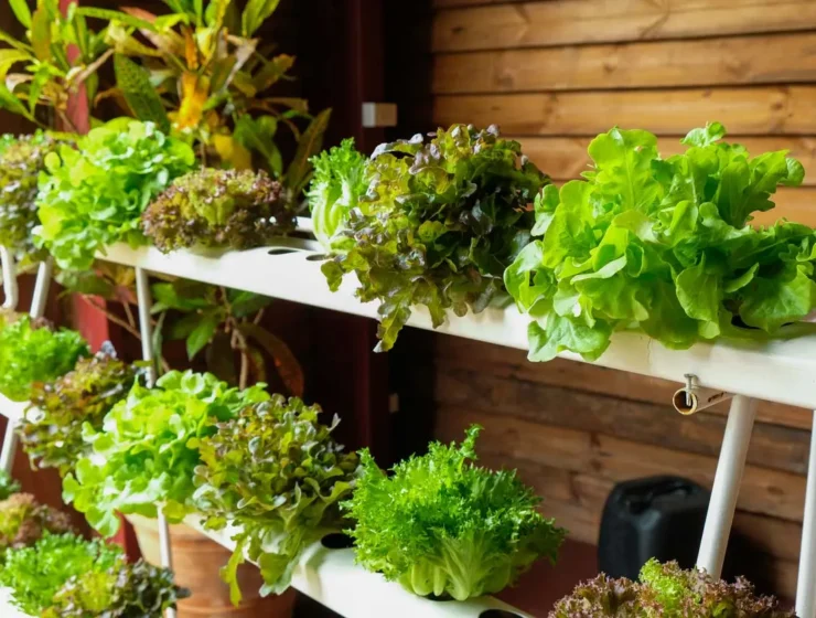 Hydroponics: how it works and how to get started at home