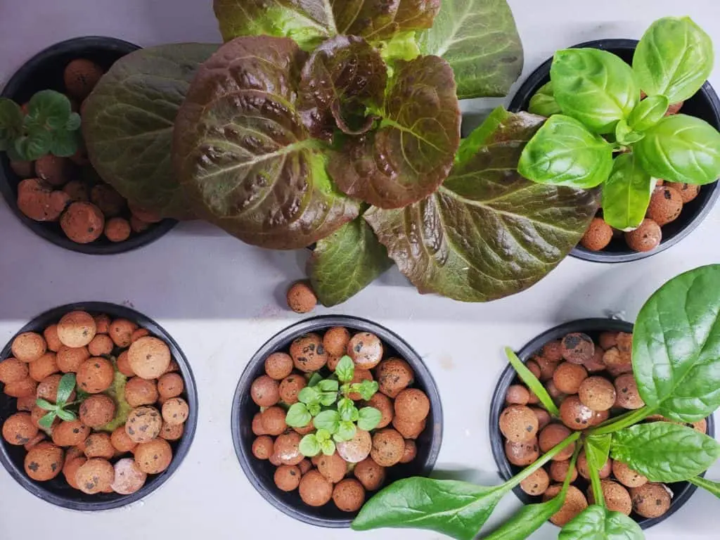 Semi-hydroponic systems